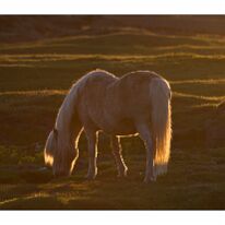 Midnight Sun June 21th - Iceland